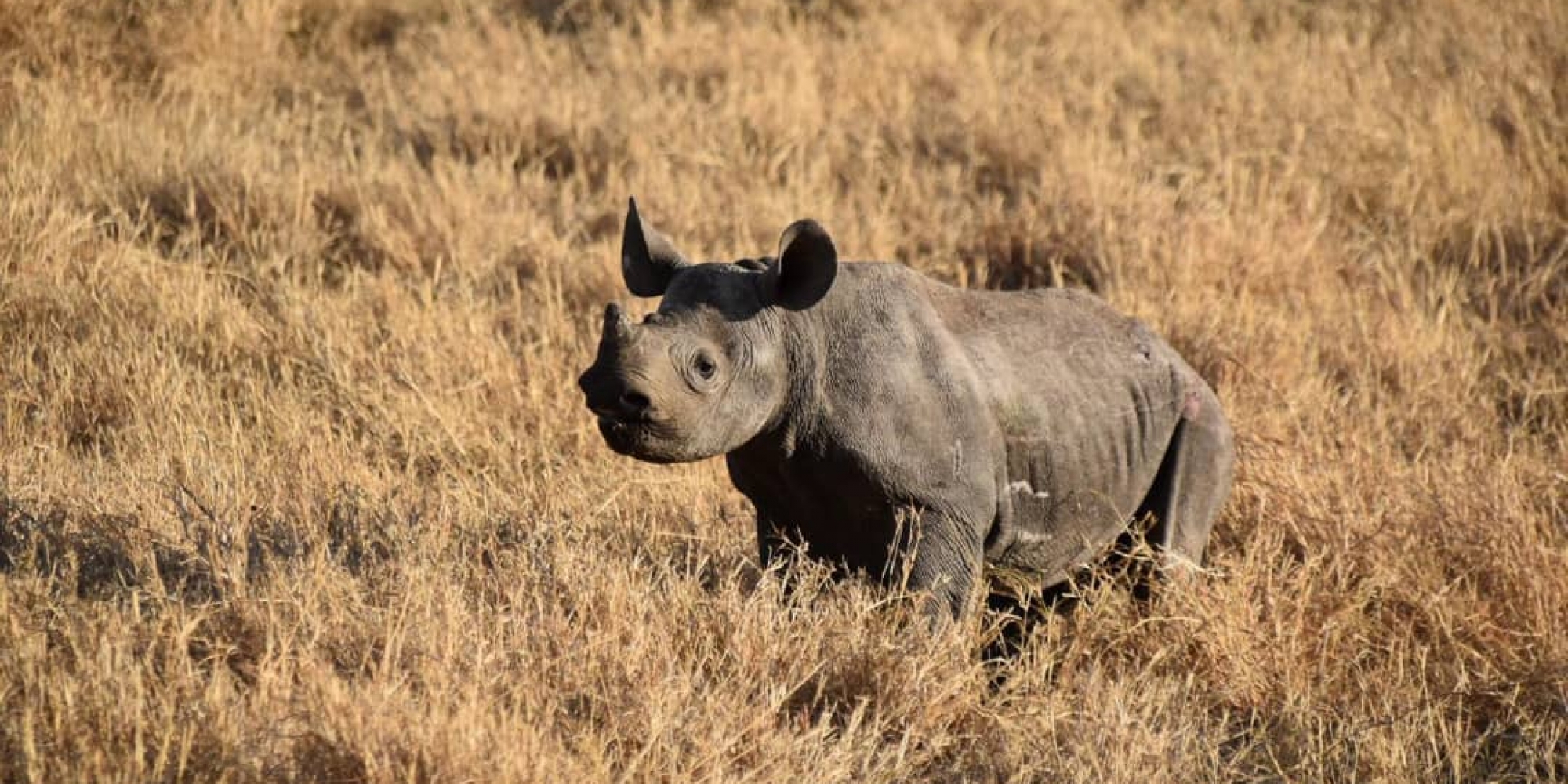 Serengeti Rhino