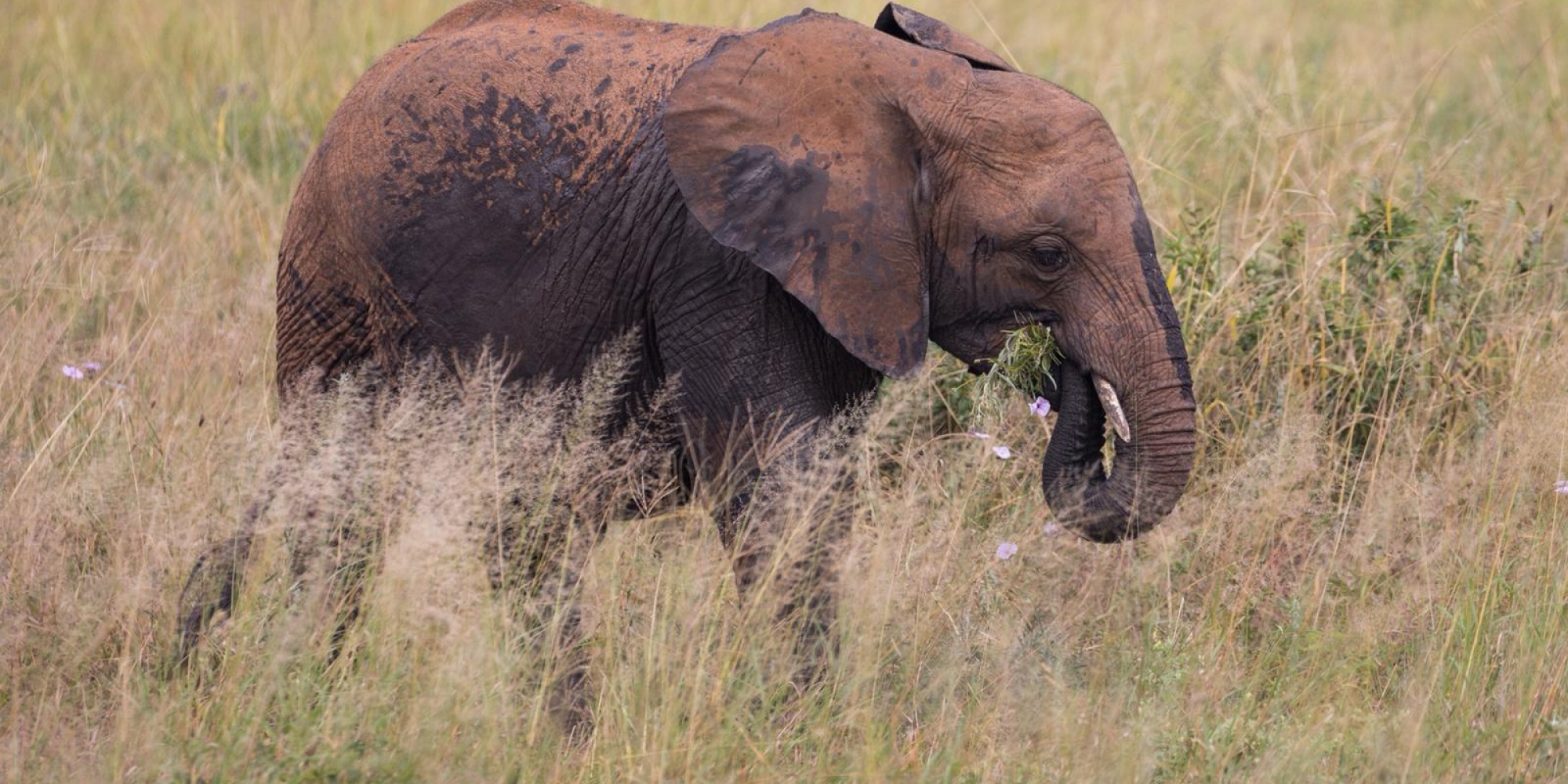 An elephant foraging