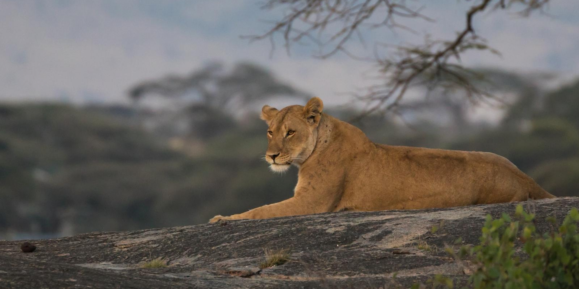 Lioness on pride rock