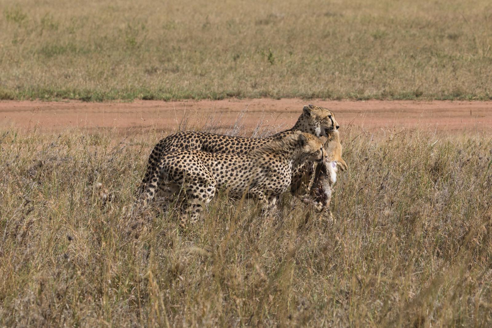 Cheetah teaming for a hunt