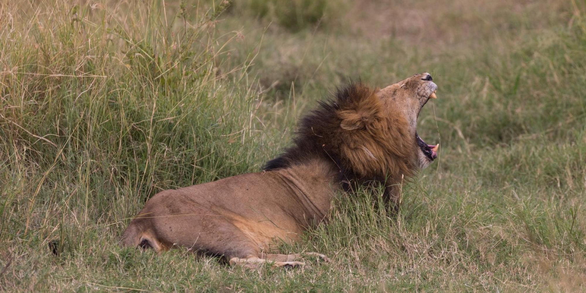 Lion marking a territory