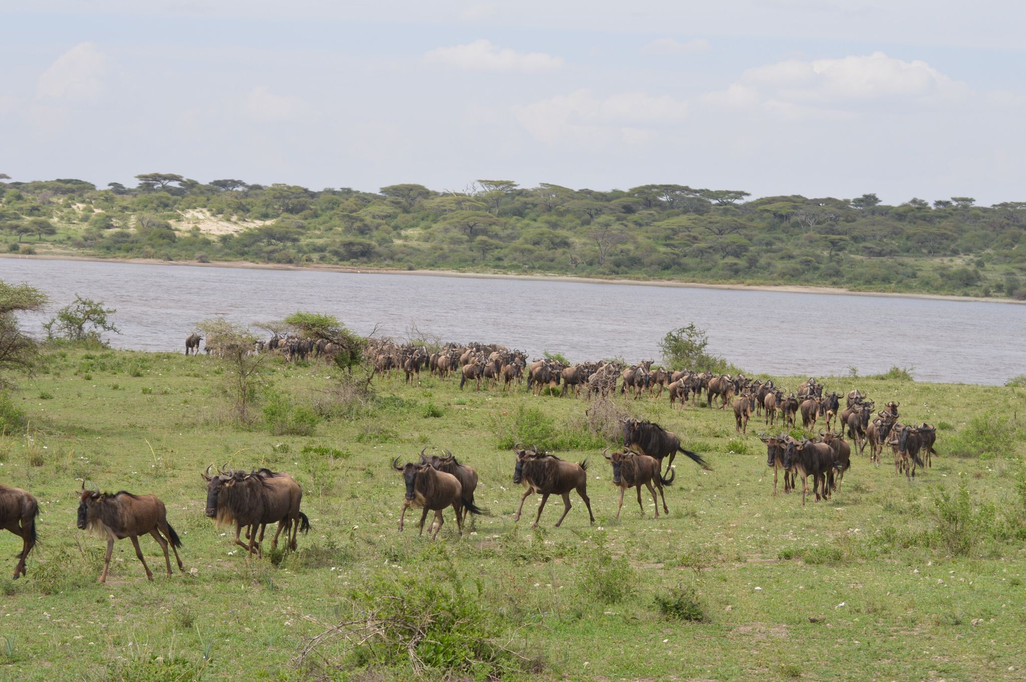 Wildebeest in migration