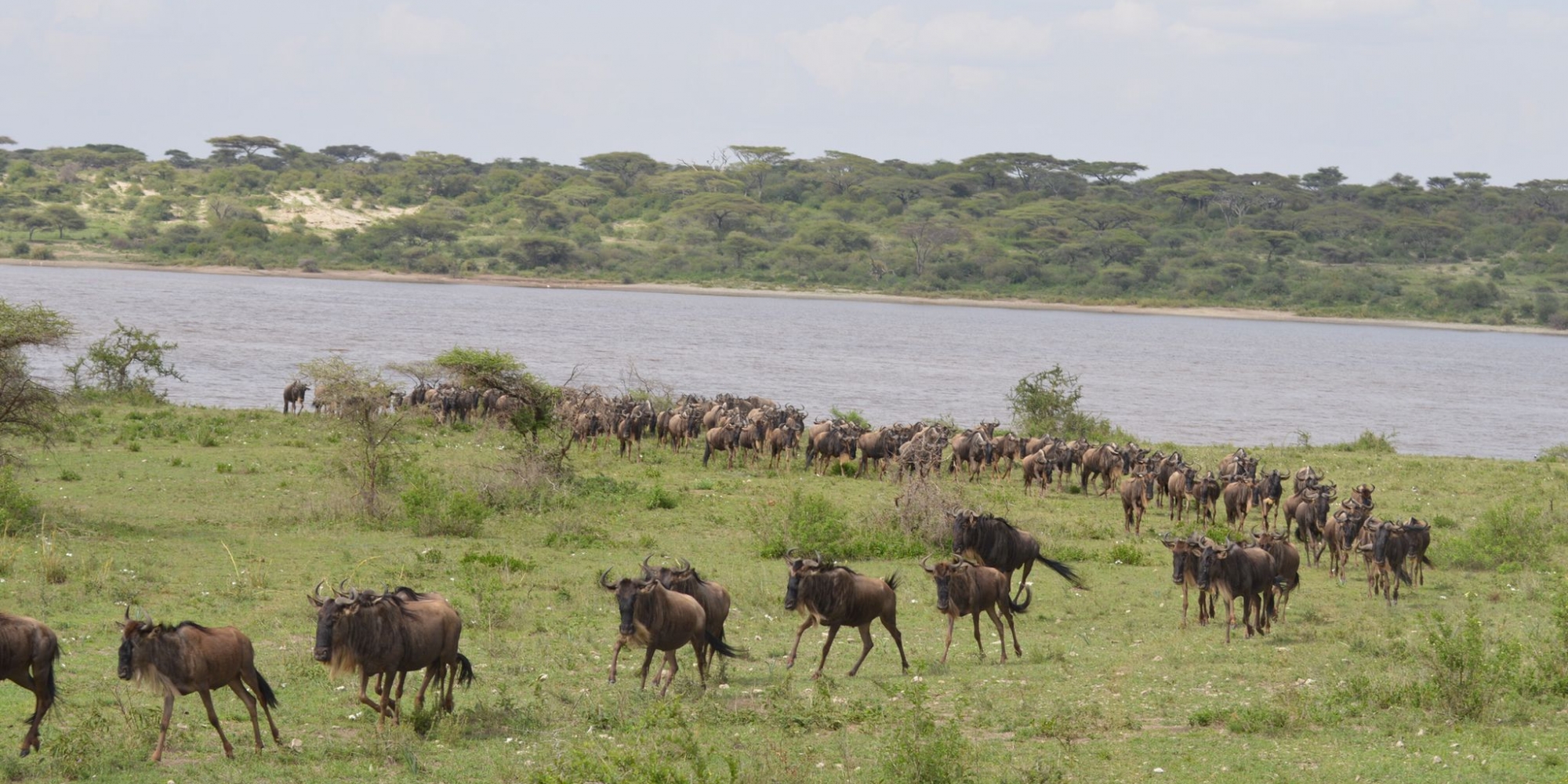 Migrating wildebeests