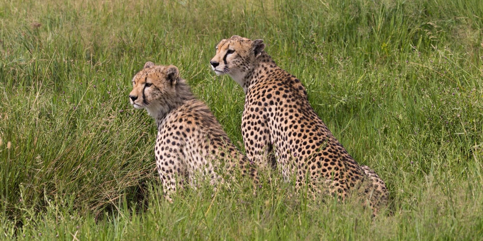 Cheetahs in a team working on some hunting game