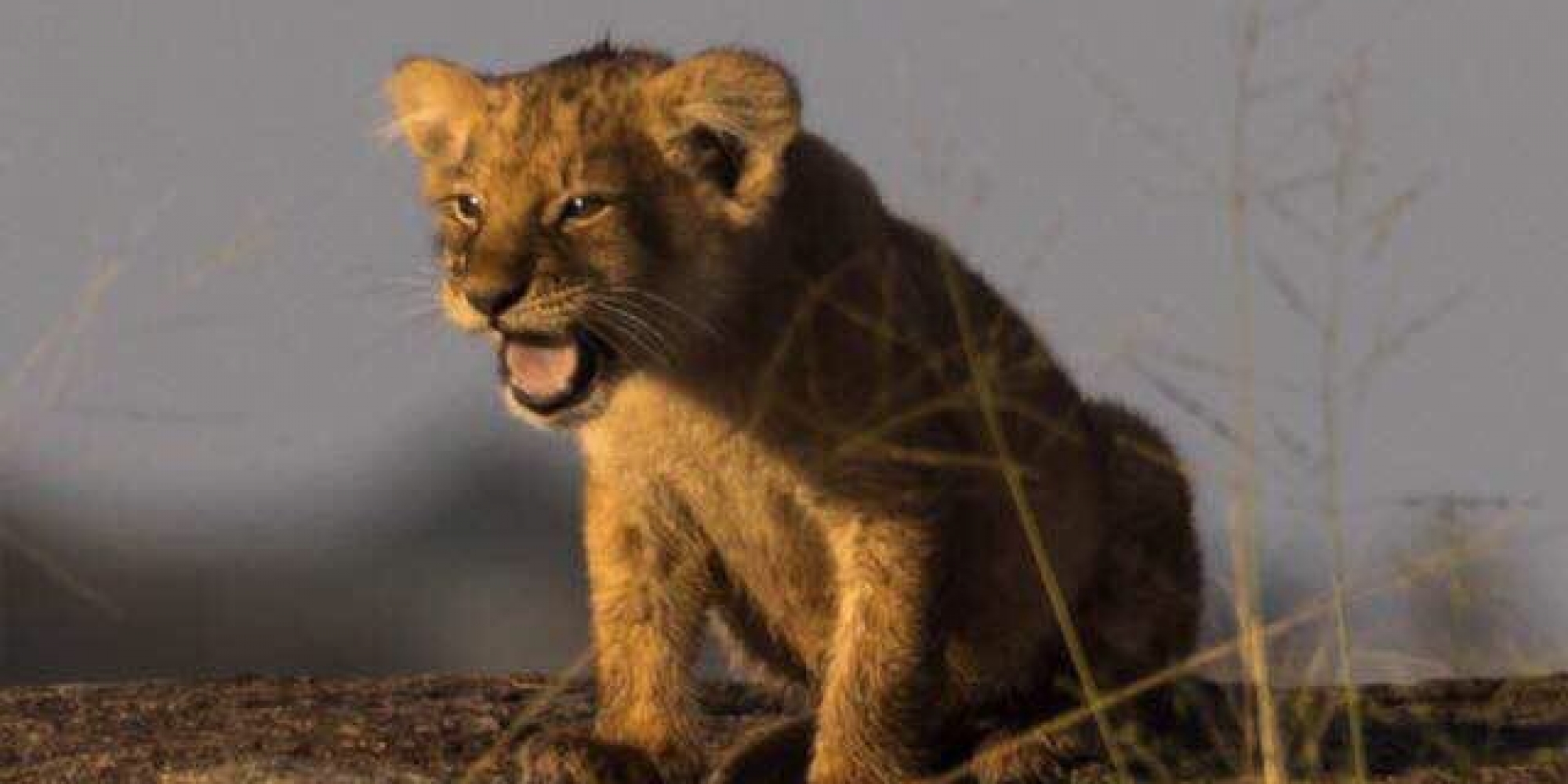 A baby lion calling for family