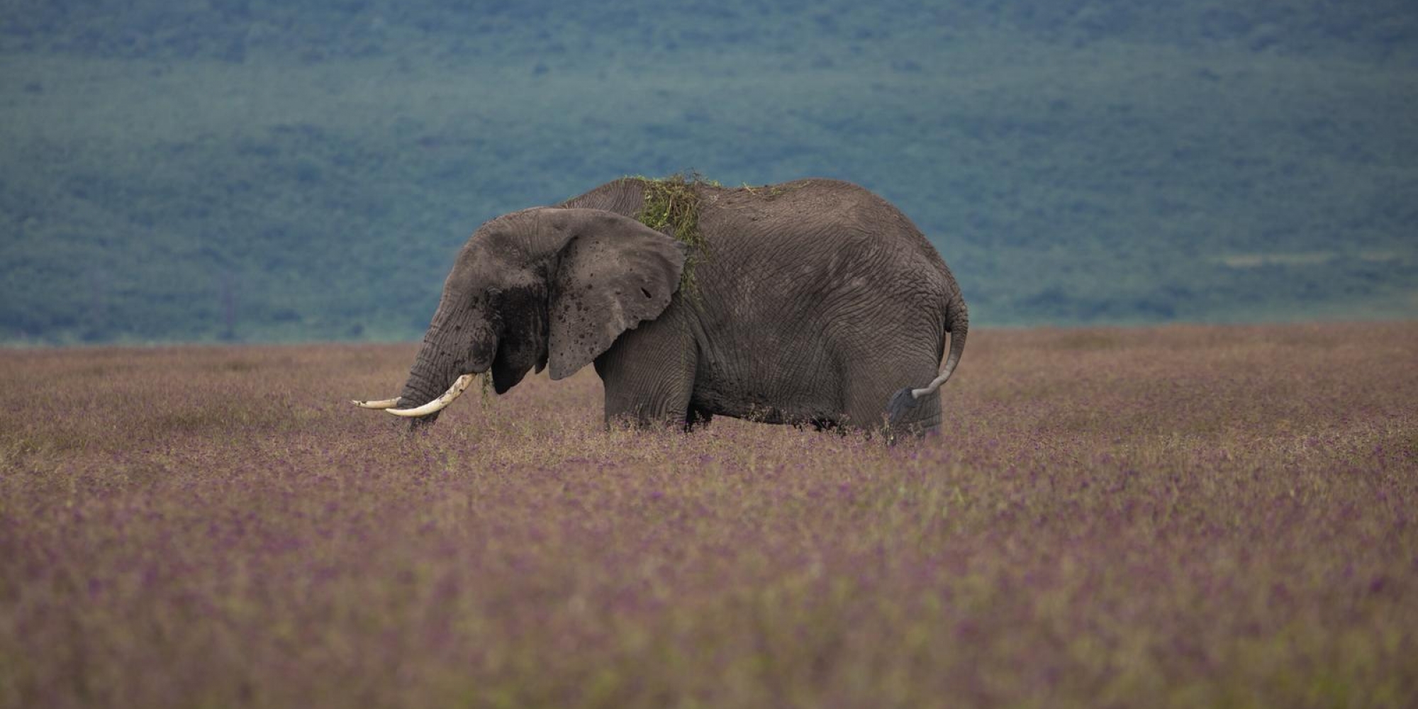 elephant foraging