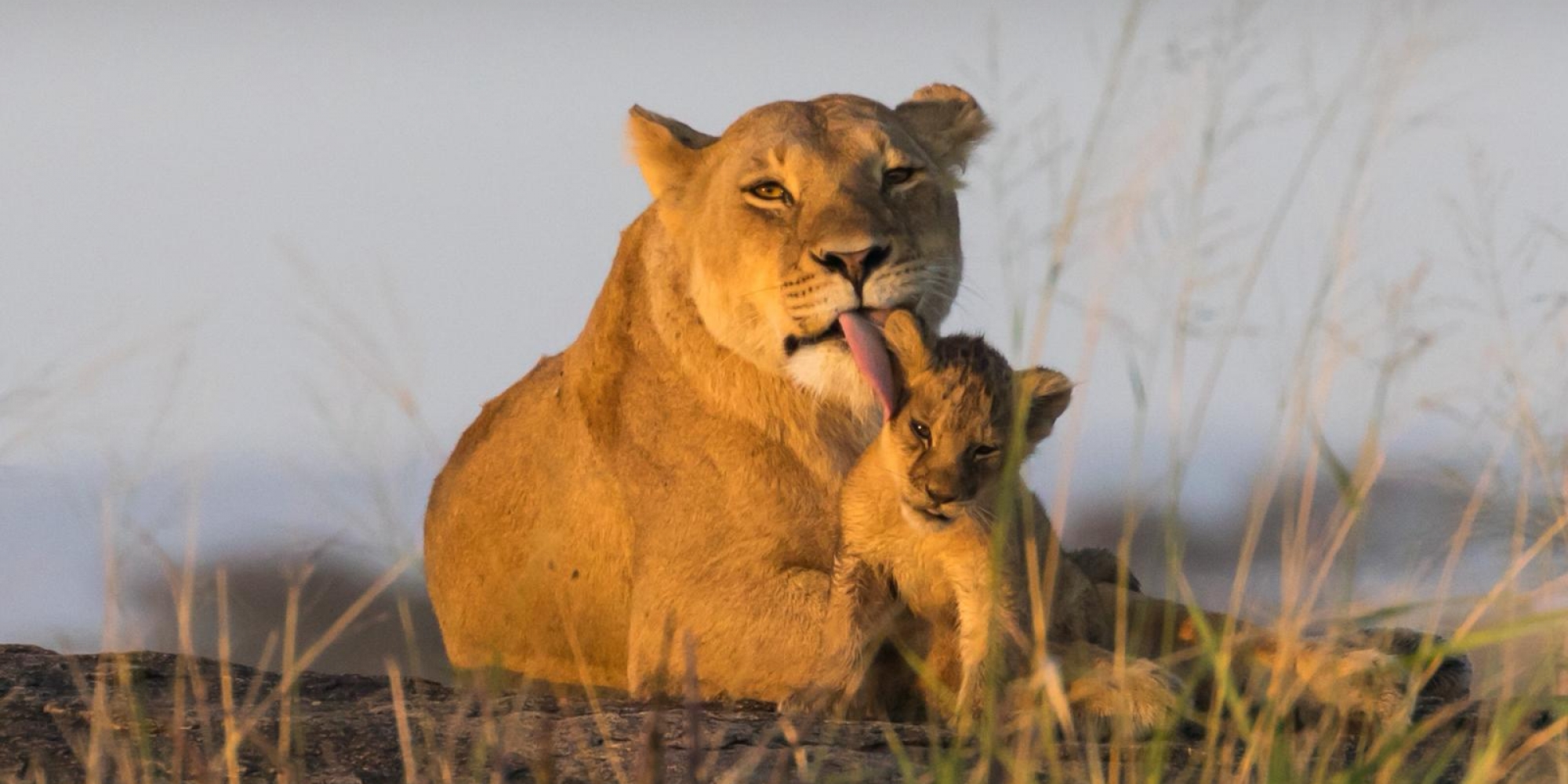 Caring lioness