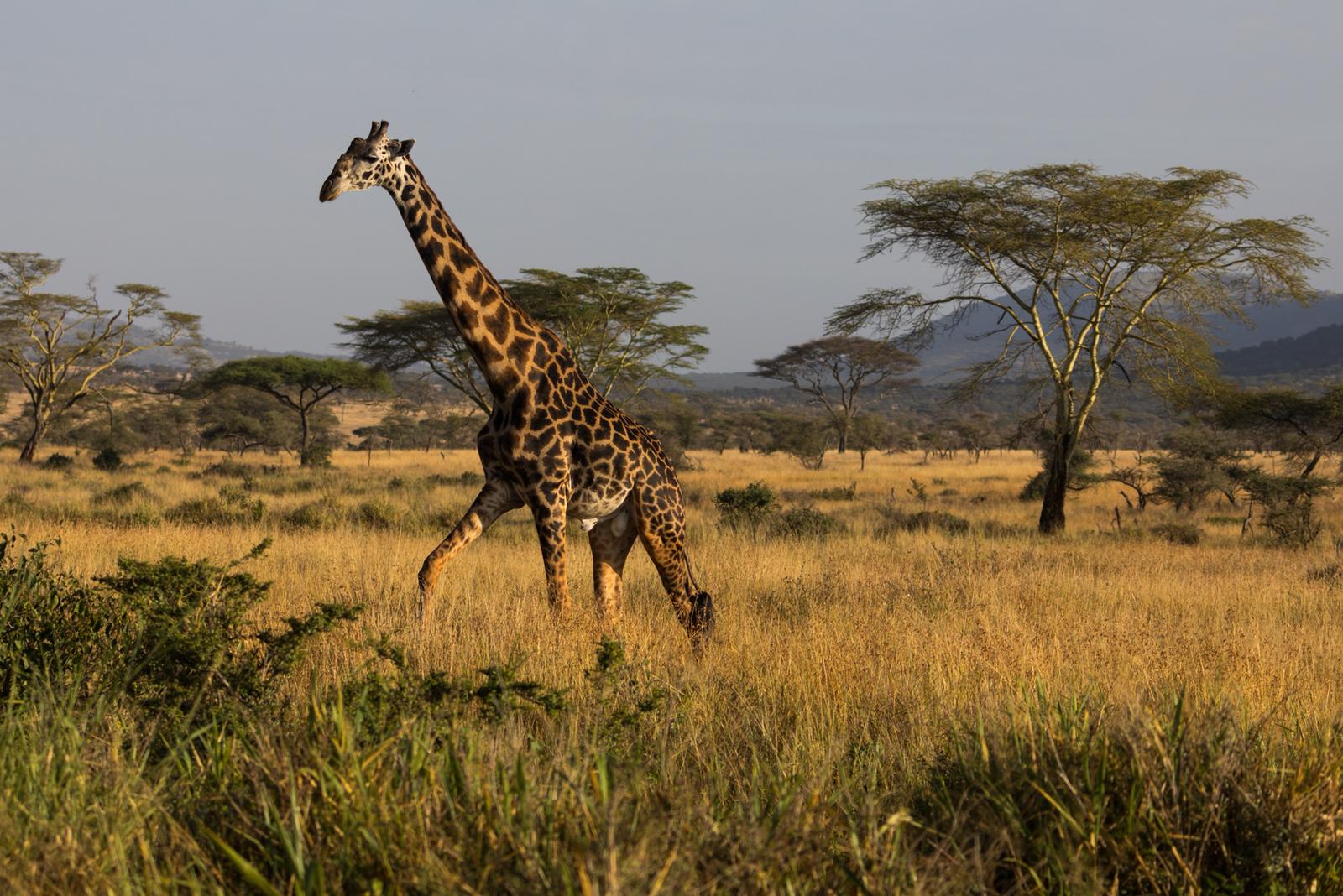 giraffe foraging