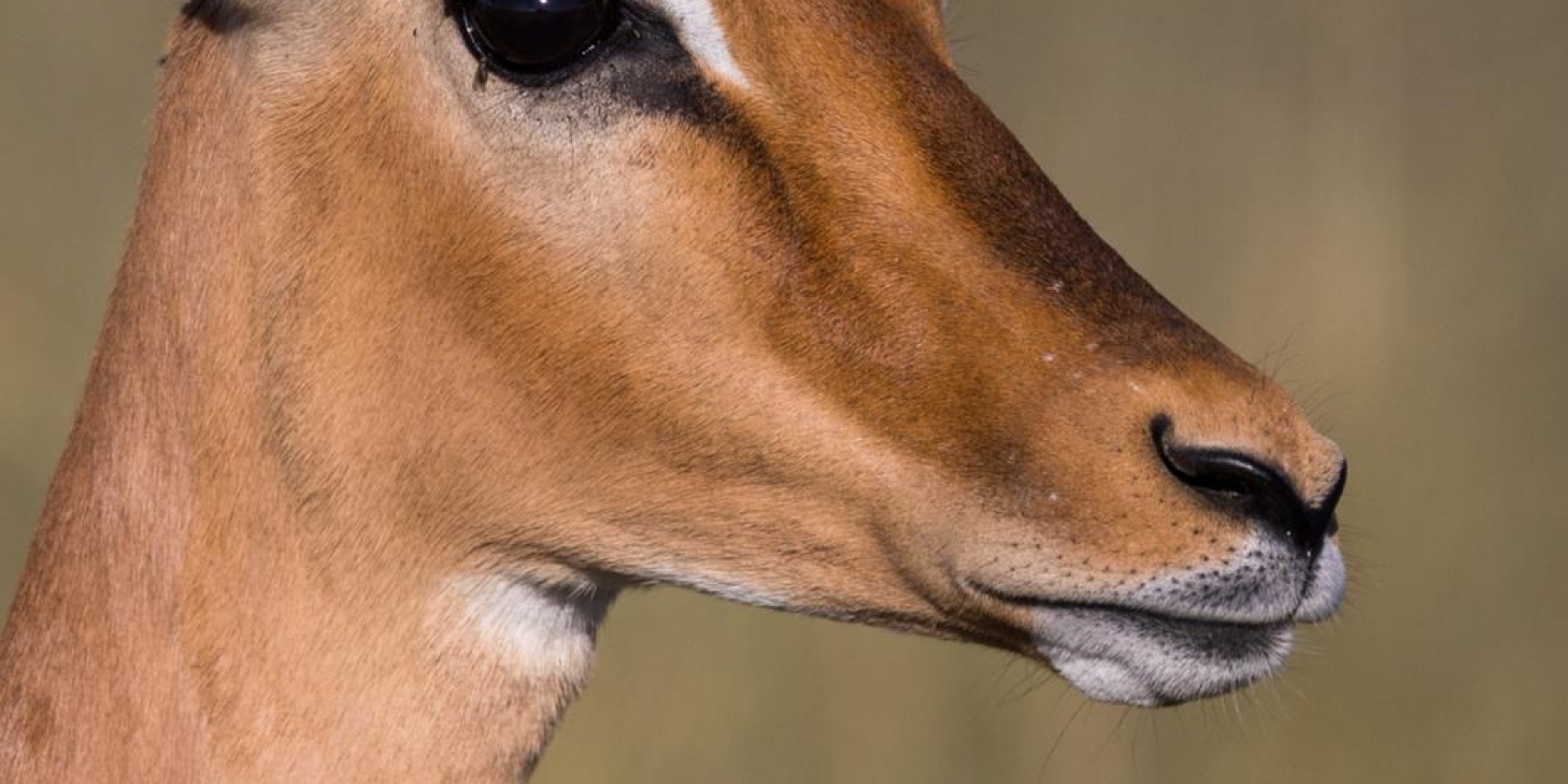 A watchful Impala