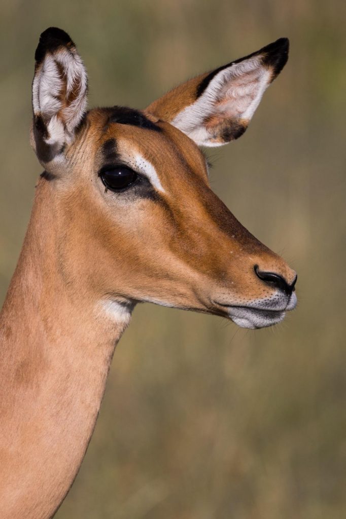 A watchful Impala